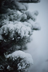 Image showing christmas evergreen pine tree covered with fresh snow