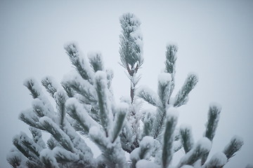 Image showing christmas evergreen pine tree covered with fresh snow