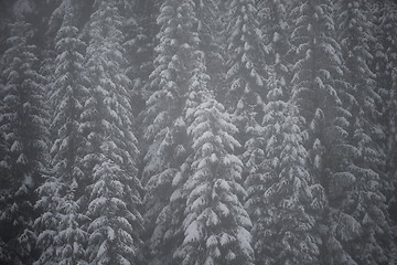 Image showing christmas evergreen pine tree covered with fresh snow