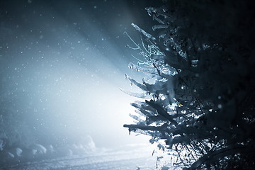 Image showing tree covered with fresh snow at winter night