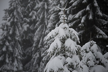 Image showing christmas evergreen pine tree covered with fresh snow