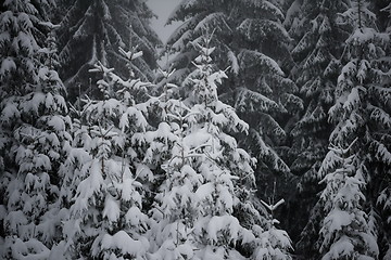 Image showing christmas evergreen pine tree covered with fresh snow