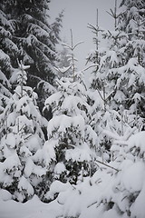 Image showing christmas evergreen pine tree covered with fresh snow