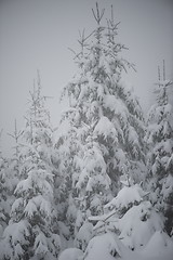 Image showing christmas evergreen pine tree covered with fresh snow