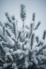 Image showing christmas evergreen pine tree covered with fresh snow