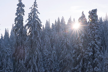 Image showing sunset at pine tree forest covered with fresh snow