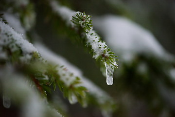 Image showing christmas evergreen pine tree covered with fresh snow