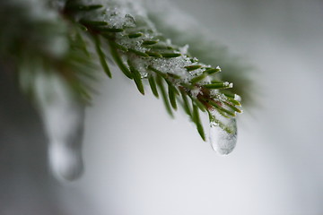 Image showing christmas evergreen pine tree covered with fresh snow