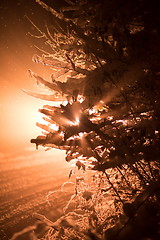 Image showing tree covered with fresh snow at winter night