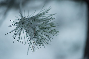 Image showing christmas evergreen pine tree covered with fresh snow