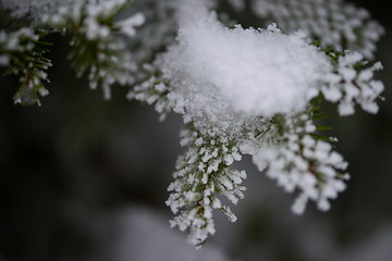 Image showing christmas evergreen pine tree covered with fresh snow