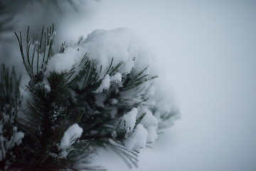 Image showing christmas evergreen pine tree covered with fresh snow