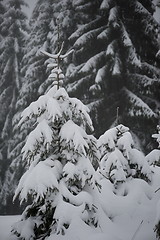 Image showing christmas evergreen pine tree covered with fresh snow