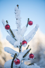 Image showing christmas balls on tree