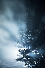 Image showing tree covered with fresh snow at winter night