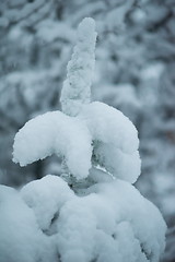 Image showing christmas evergreen pine tree covered with fresh snow