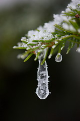 Image showing christmas evergreen pine tree covered with fresh snow