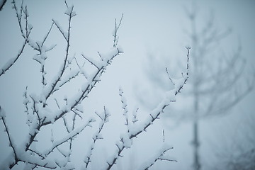 Image showing christmas evergreen pine tree covered with fresh snow