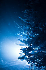 Image showing tree covered with fresh snow at winter night