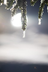 Image showing tree covered with fresh snow at winter night