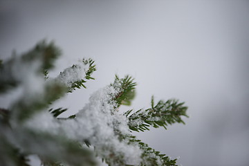 Image showing christmas evergreen pine tree covered with fresh snow