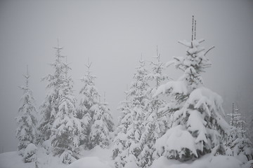 Image showing christmas evergreen pine tree covered with fresh snow