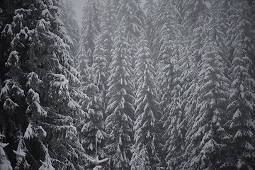 Image showing christmas evergreen pine tree covered with fresh snow