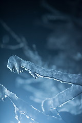 Image showing tree covered with fresh snow at winter night