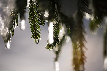 Image showing christmas evergreen pine tree covered with fresh snow