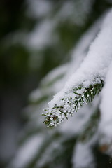 Image showing christmas evergreen pine tree covered with fresh snow