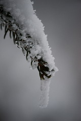 Image showing christmas evergreen pine tree covered with fresh snow