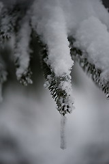 Image showing christmas evergreen pine tree covered with fresh snow