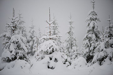 Image showing christmas evergreen pine tree covered with fresh snow