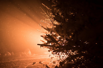 Image showing tree covered with fresh snow at winter night