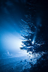 Image showing tree covered with fresh snow at winter night