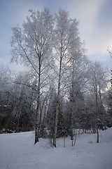 Image showing frosty