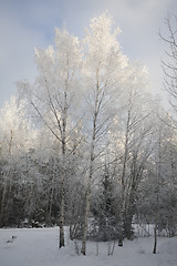 Image showing frostbitten birch trees