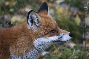 Image showing fox head