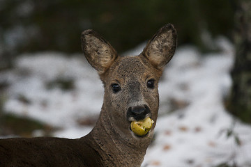 Image showing apple eater