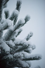 Image showing christmas evergreen pine tree covered with fresh snow