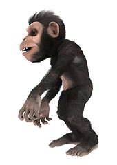 Image showing Little Chimp Monkey on White