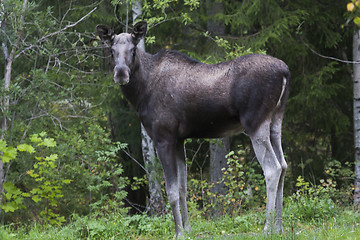 Image showing moose