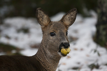 Image showing an apple a day