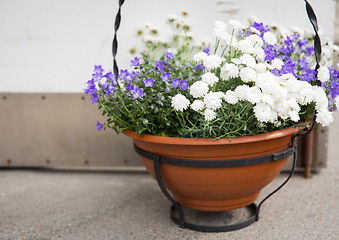 Image showing beautiful flowers in pot outdoors