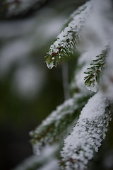 Image showing christmas evergreen pine tree covered with fresh snow