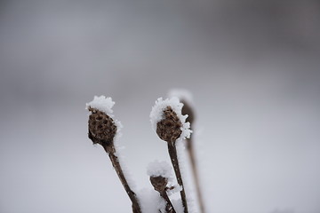 Image showing christmas evergreen pine tree covered with fresh snow