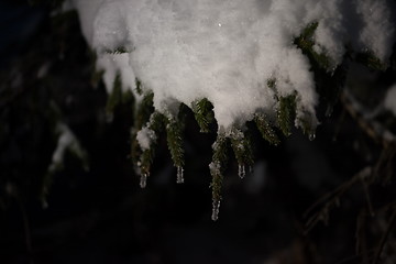 Image showing tree covered with fresh snow at winter night