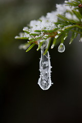 Image showing christmas evergreen pine tree covered with fresh snow