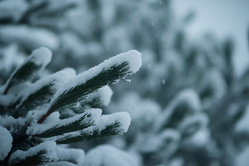 Image showing christmas evergreen pine tree covered with fresh snow