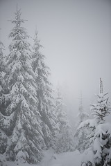 Image showing christmas evergreen pine tree covered with fresh snow